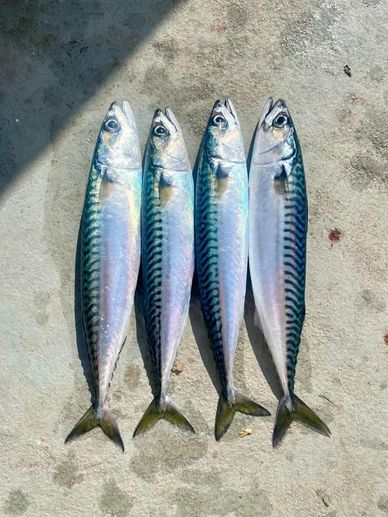 Couple of nice mackerel ready for the BBQ