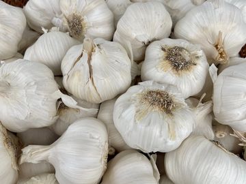 Garlic