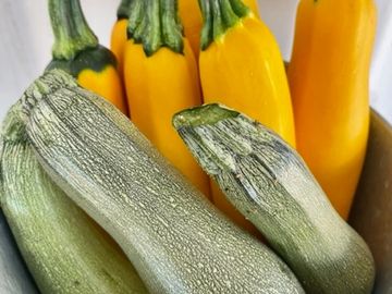 Delta Yellow Zucchini Squash, Delta Black Beauty Zucchini Squash, Delta Calabacita Zucchini Squash, 