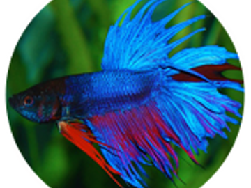 Blue and red betta fish