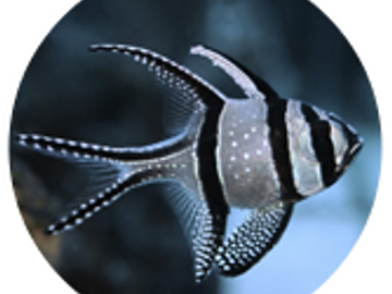 Angel Fish