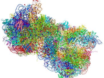 Like the ribosome, Atommap's interdisciplinary and cohesive team has diverse backgrounds and skills.