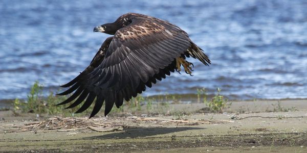 Credit: Robertas Kubilius