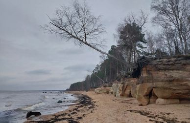 A snapshot of the red sandstone cliffs formed by the Baltic in the Gulf of Riga