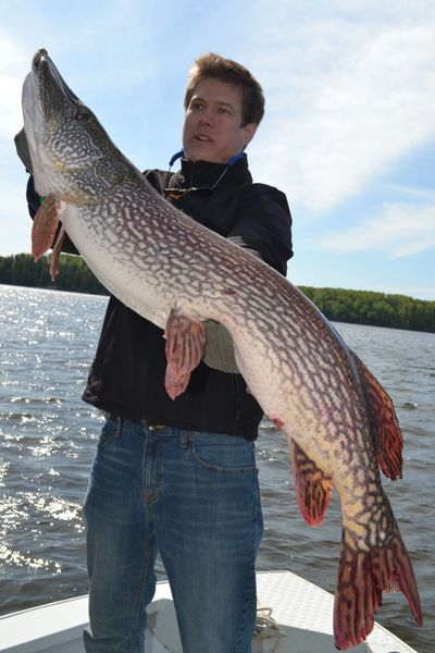 MONSTER Northern Pike caught while ice fishing 