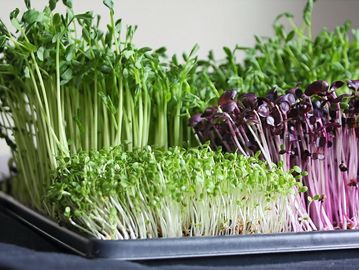 The mix includes a colorful array of amaranth, mustard, arugula, and broccoli.  Vitamins A, B, C, E,