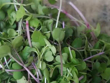 The mix includes a colorful array of amaranth, mustard, arugula, and broccoli.  Vitamins A, B, C, E,