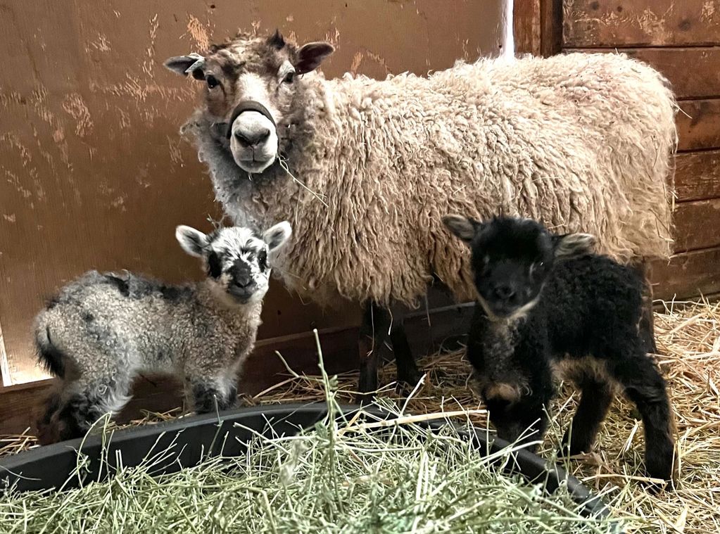 This is "Jewel" and her gray ewe lamb and her back gulmoget ram lamb who were born on 3/28/23. Jewel