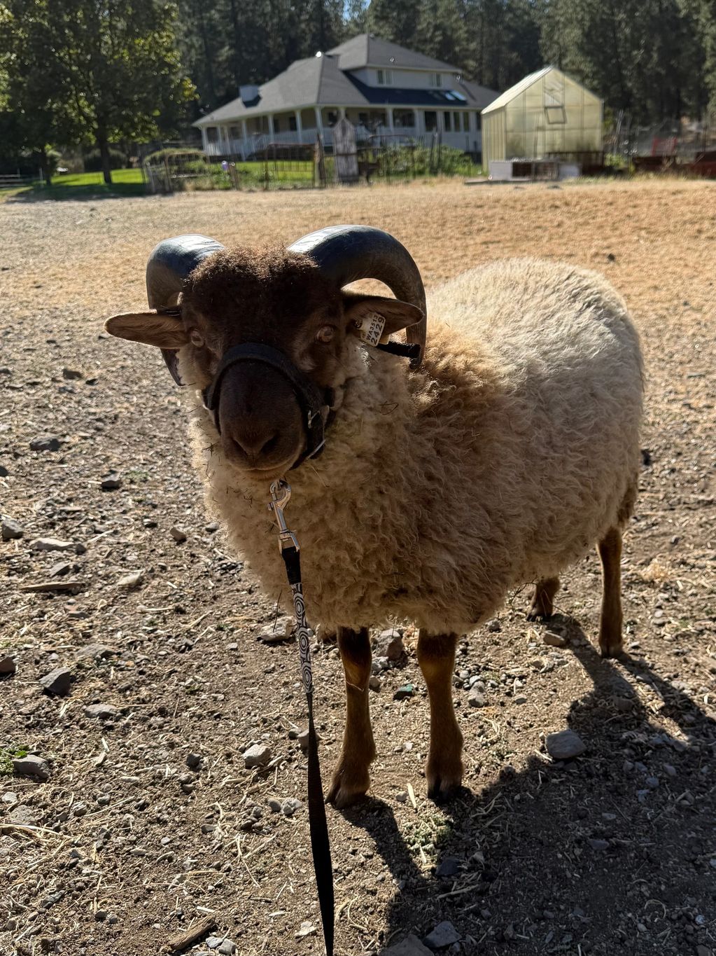 VVF Julian was born in April and is a promising sire prospect. He has excellent conformation and the