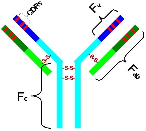 Serum Antibody Testing for Fun and Epidemiology