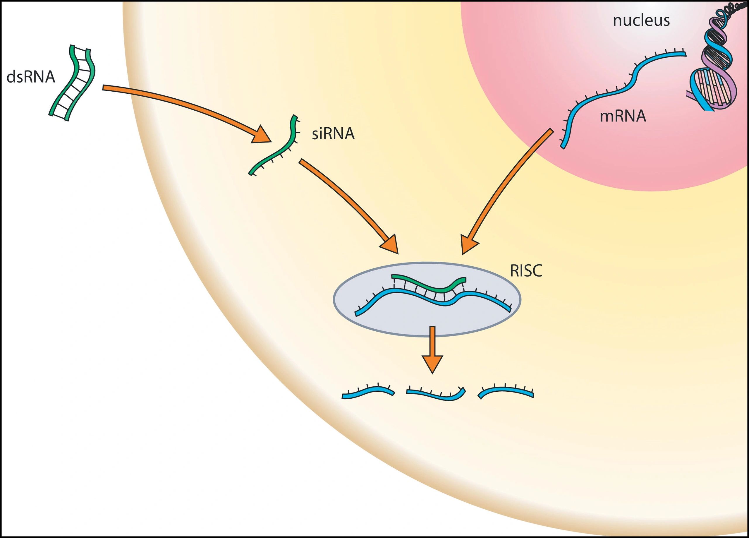 RNAi in the Clinic