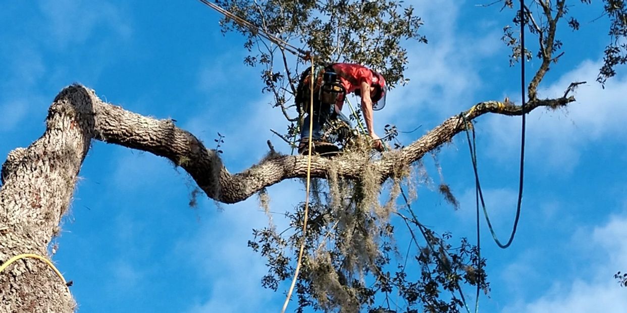 Pruning ash trees minnesota