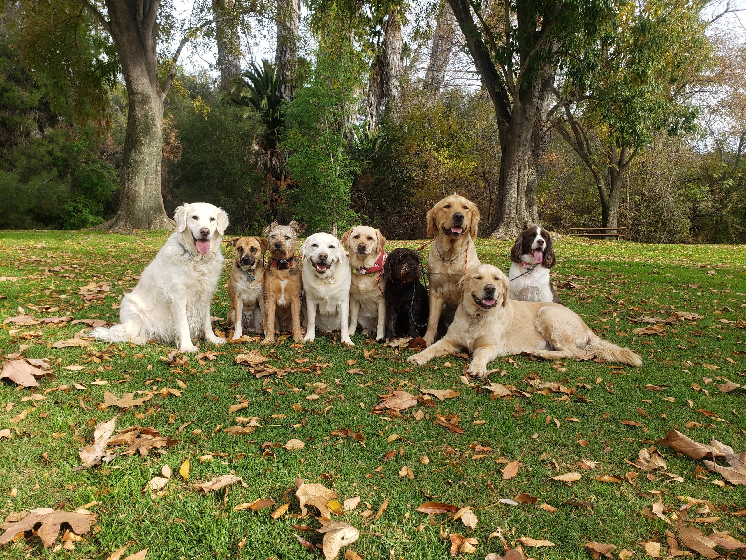 The Pet Whisperers Guide To Craigslist San Diego Find Your Purrfect Match - oxxr6ix