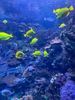a school of fish underwater