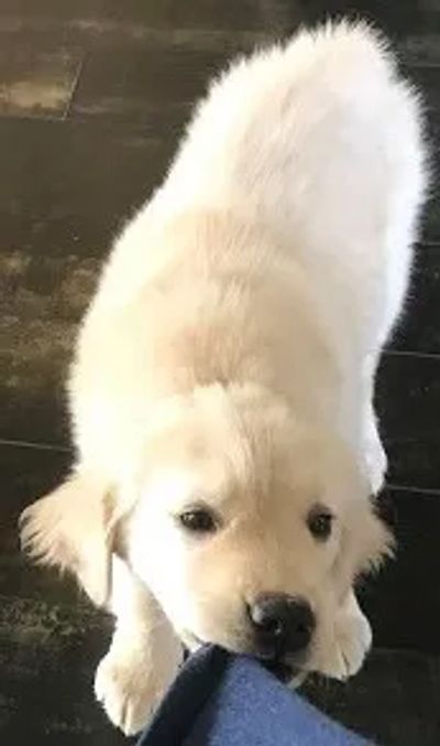 a puppy 



