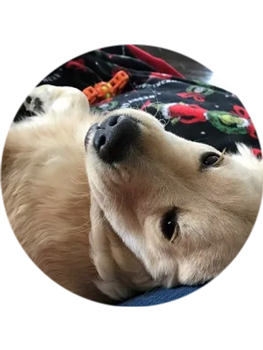 a dog