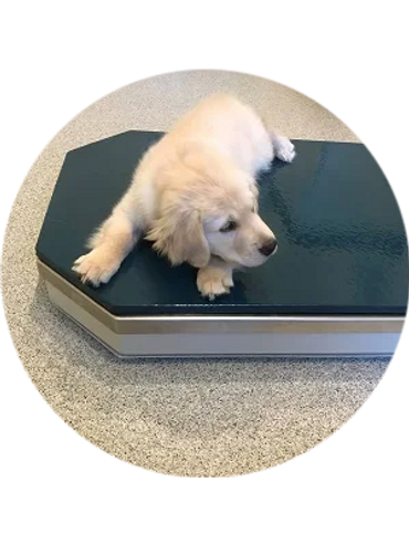a golden retriever puppy