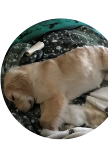 a puppy sleeping
