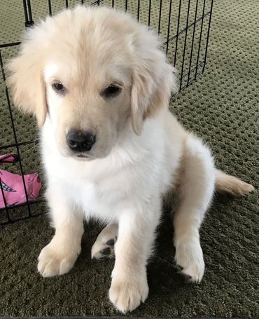 a puppy sitting down