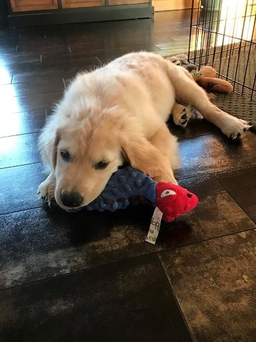 a dog playing with a toy