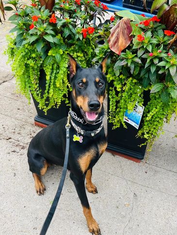 Back2Basics Gretchen