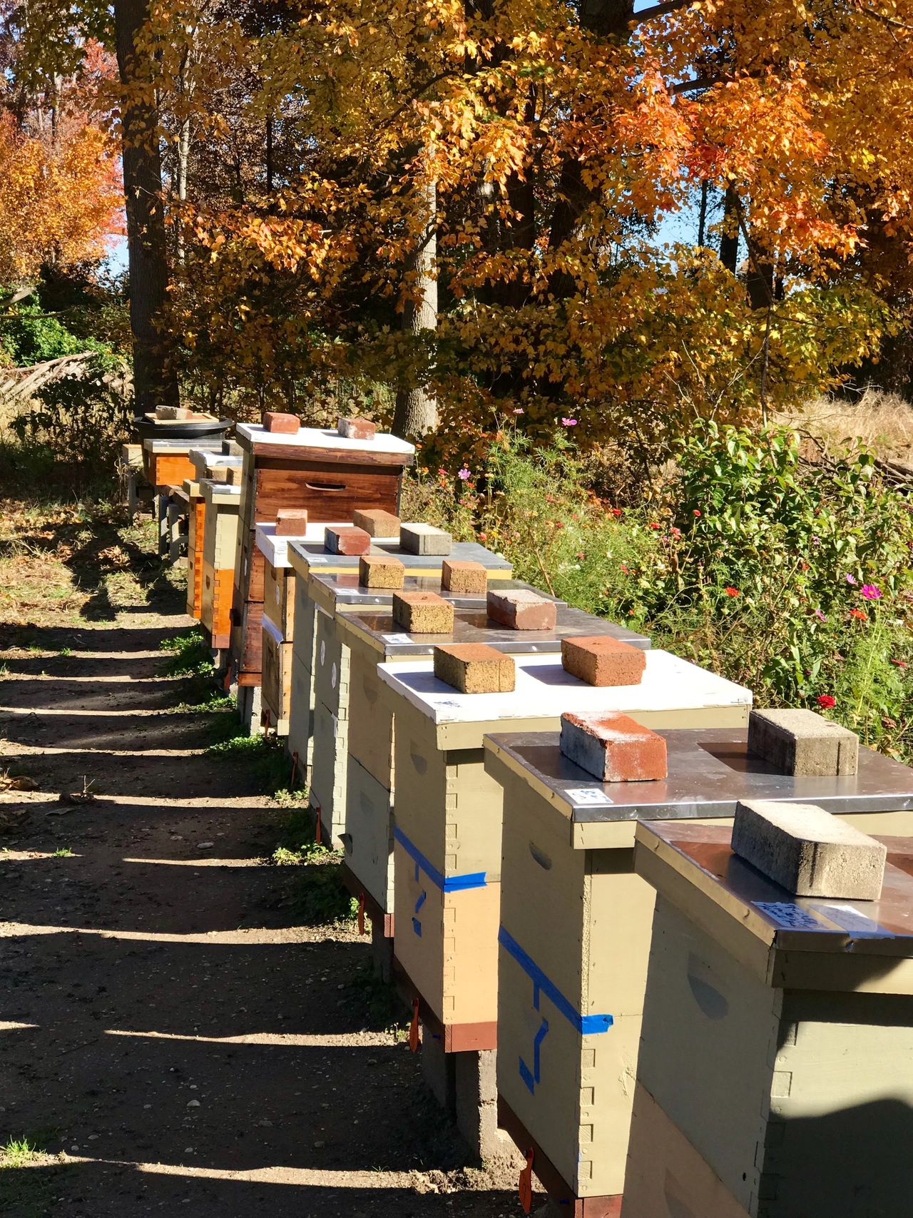 Local beekeepers prepare hives for harsh winter weather