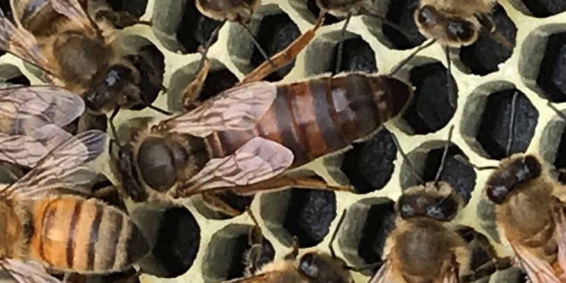 Garden State Apiaries - New Jersey Honeybees, New Jersey NUCs