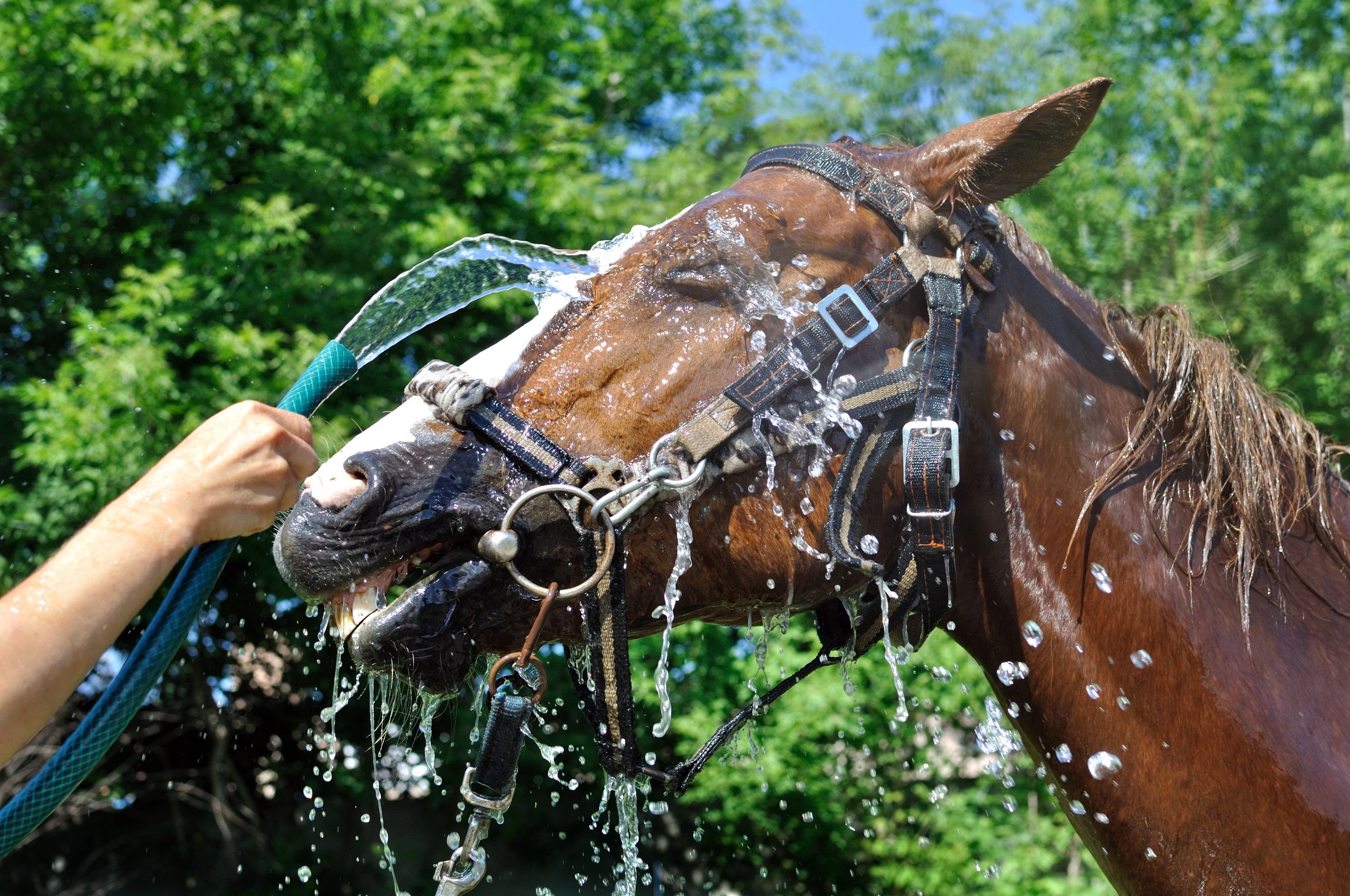 Horse care. Счастливая лошадь. Приметы лошадей. Лошади и выпивка. Wash my Horse.