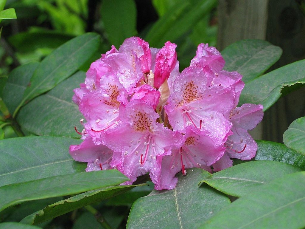 Rhododendron Rescue