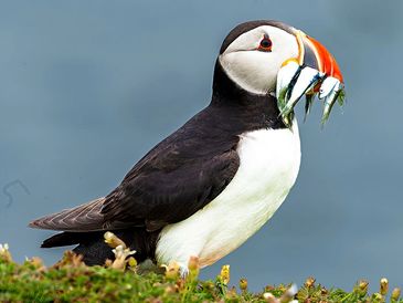 Puffins on Skomer Island