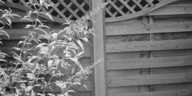 Black and white image of a wooden fence with plants.