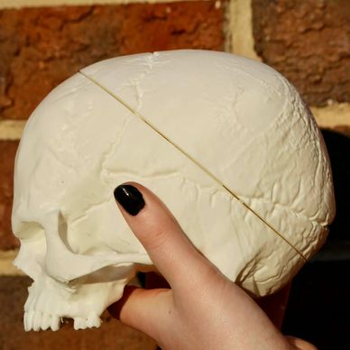 Hand holding a white skull model against a brick wall.