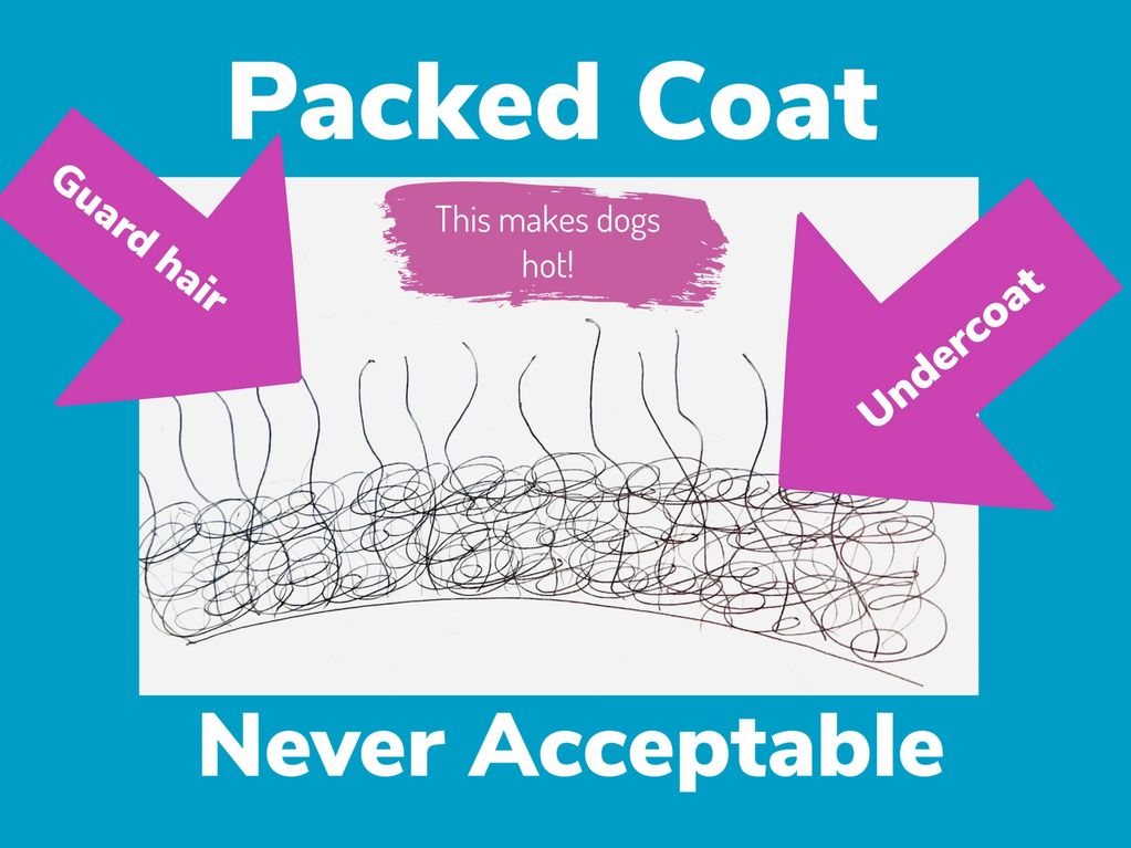 Diagram showing packed coat with guard hair and undercoat labeled, warning it's bad for dogs.