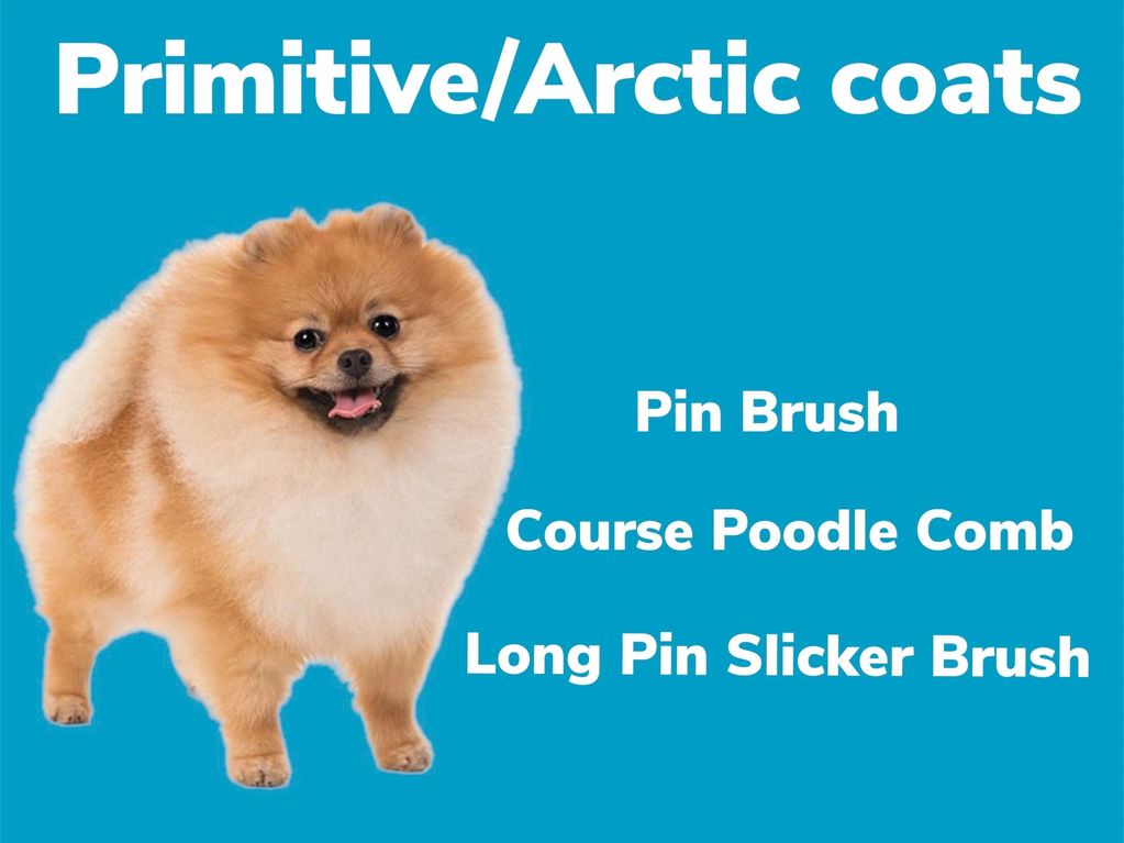 Pomeranian dog with grooming tools for Primitive/Arctic coats.