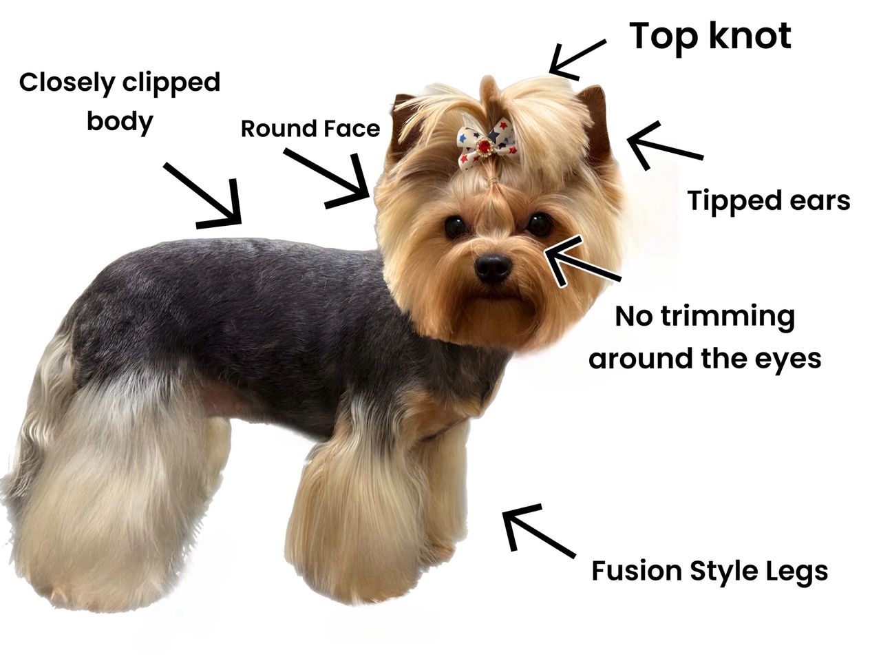 Yorkie Style Haircuts