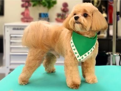 Fluffy dog wearing a green bandana with clover designs stands on a grooming table.