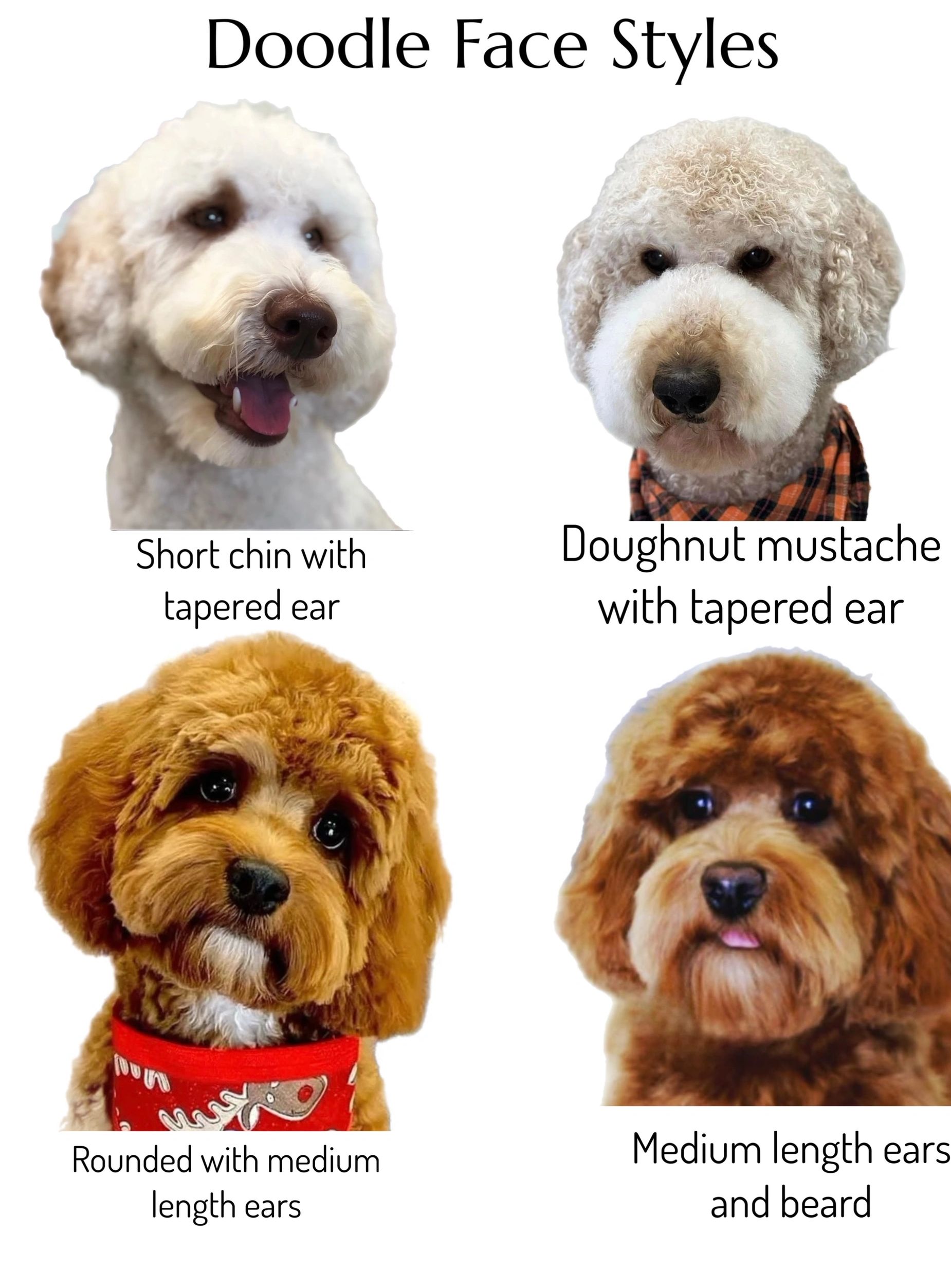 Four doodle face styles with different ear and chin shapes.