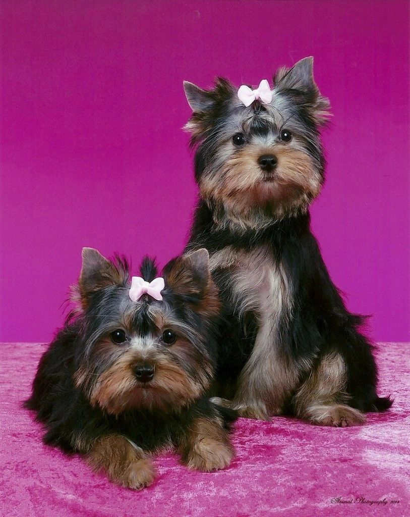 7 Pins by you ideas  yorkie haircuts, japanese wallpaper iphone