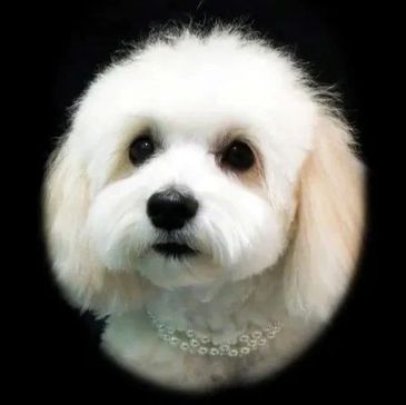 Grande Style Pet - Coton De Tulear Haircuts - Tampa, Florida