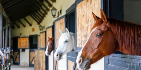 Four horses peeking out from stable doors in a row.