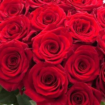 A close-up of vibrant red roses in full bloom.