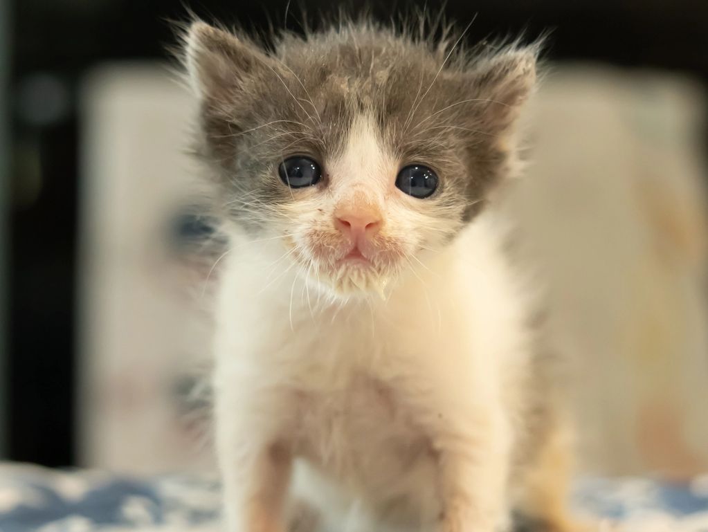 Close-up of an adorable fluffy kitten with big eyes.