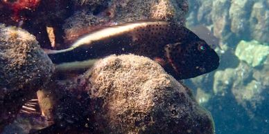 hawaii Hilu piliko 'a blackside hawkfish