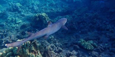 hawaii man lala kea white tip reef shark
