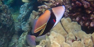 hawaii humuhumu-nukunuku-a-pua'a wedgetail trigger fish