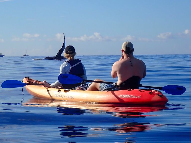 kayak whale watching