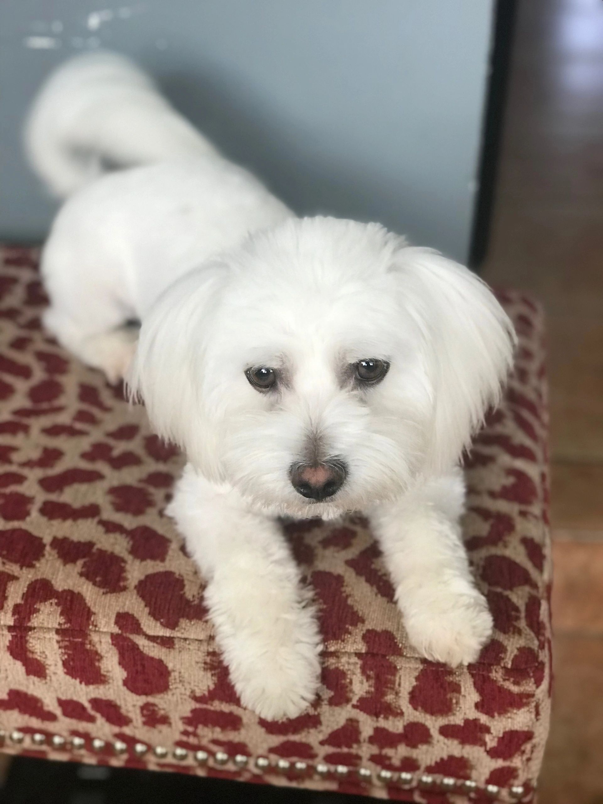 Coton Candy Tulear's Coton Puppies Florida, Breeder, Puppies
