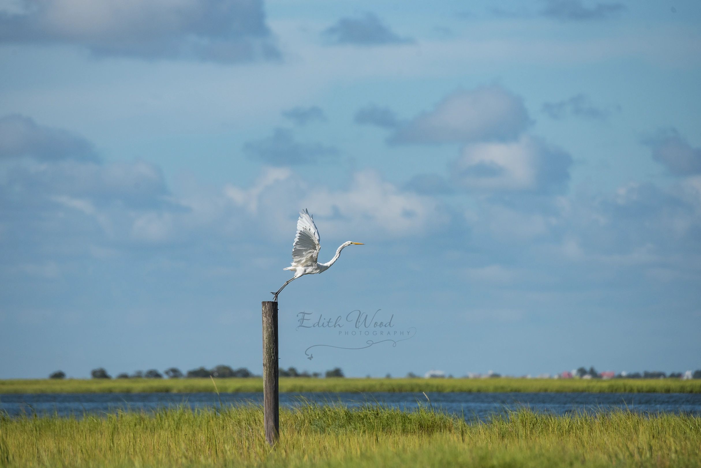 White bird perched on a post near water under a cloudy sky.