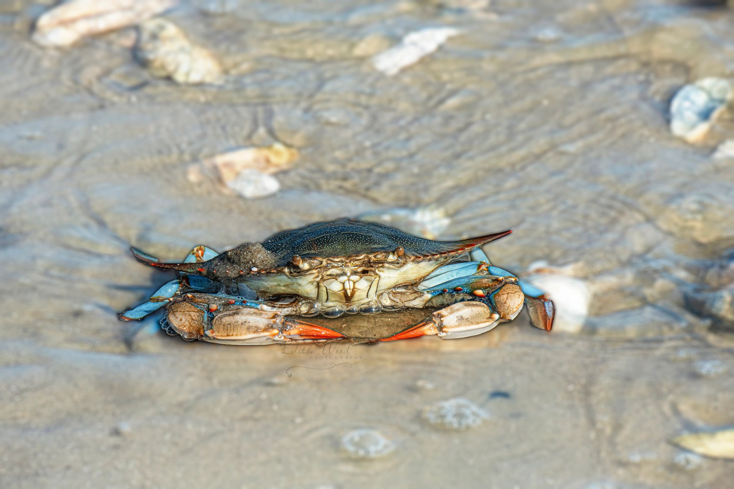 Blue crab on wet sand near water.