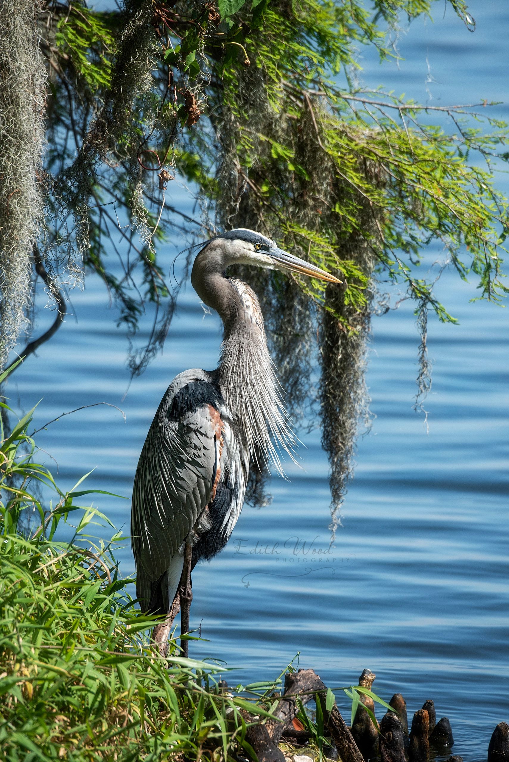 Great Blue Heron